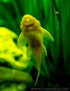 pleco fish sucking on glass