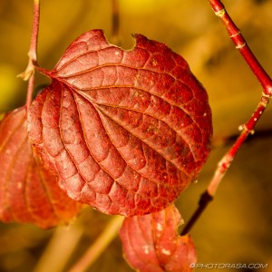 red dogwood leaf and veins