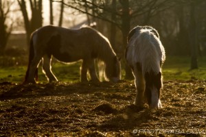 thickset ponies in early evening light