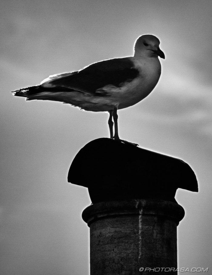 backlit seagull