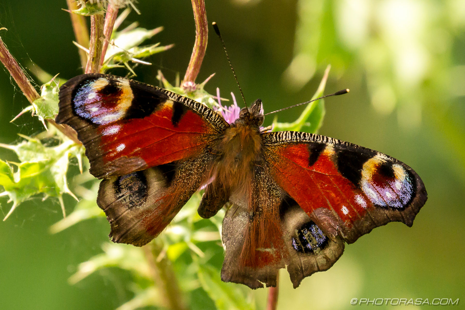 Female Peacock Butterfly - Photorasa Free Hd Photos