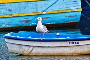 seagull on row boat