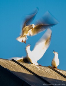 seagulls fighting on rooftop