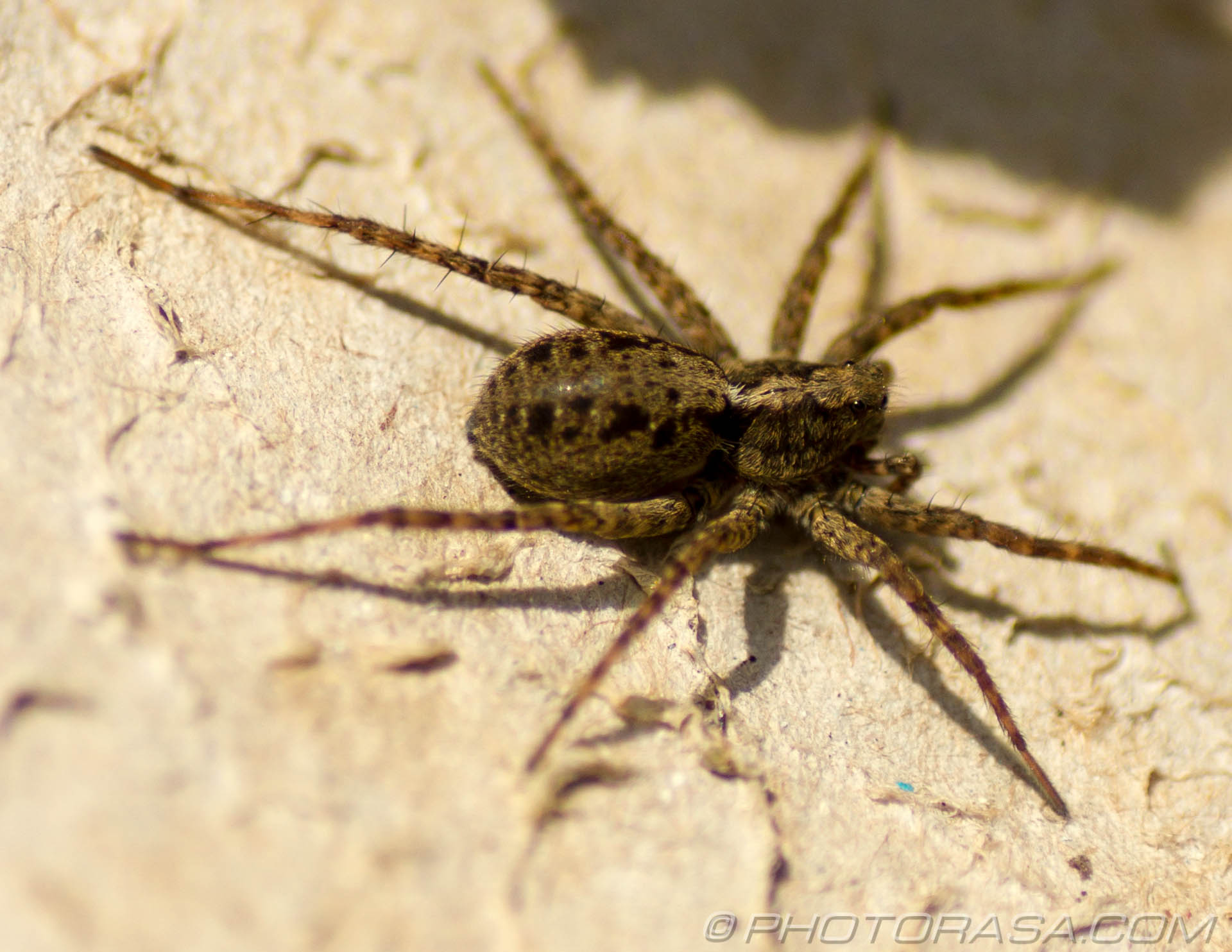 Wolf Spiders Photorasa Free HD Photos