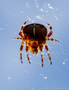 garden spider on web from below