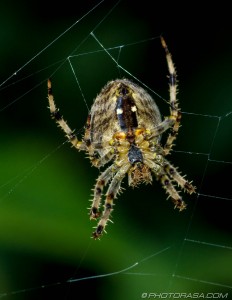 garden spider underside