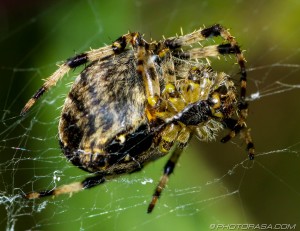 spider with black bands on legs