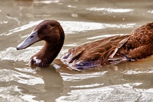 dark brown campbell duck