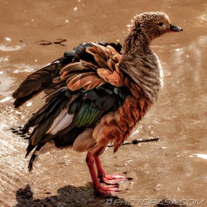 orinoco goose ruffling his feathers