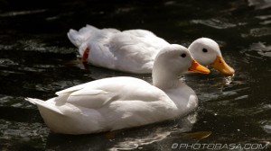 two white ducks looking for food