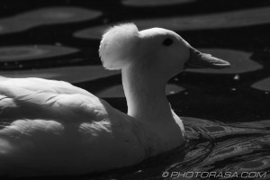 white crested duck swimming in black and white