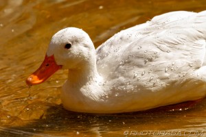 white duck and water droplets