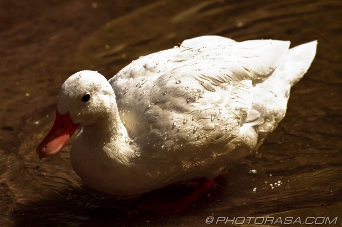 white duck low exposure