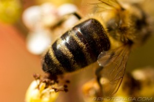 apis mellifera honey bee striped abdomen