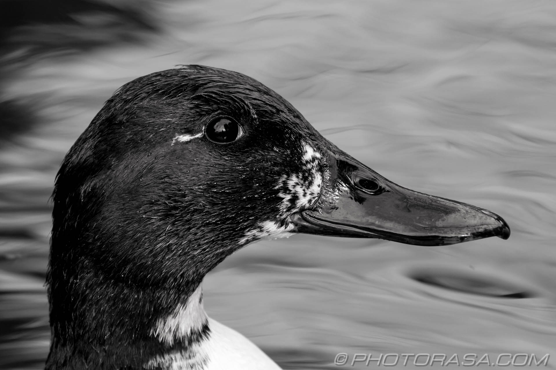 black and white duck - Photorasa Free HD Photos