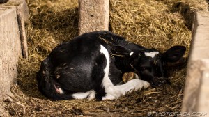 calf relaxing with eye open