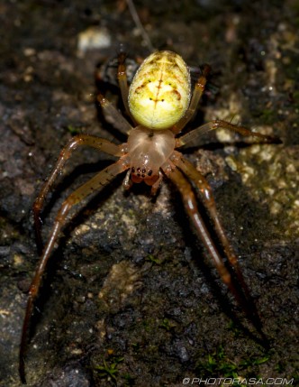 common yellow orb spider