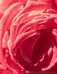 curled red rose petals