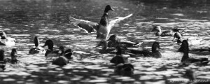 duck conducting