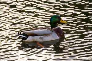 duck on reflected water