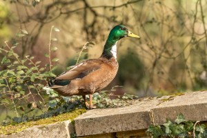 duck standing on a wall