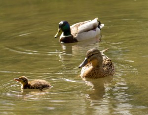 ducking with mum and dad