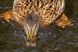 female mallard collecting food from water with bill