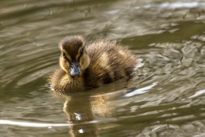 little duckling looking at camera