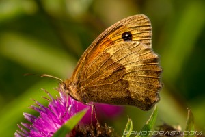 meadow brown wing membranes