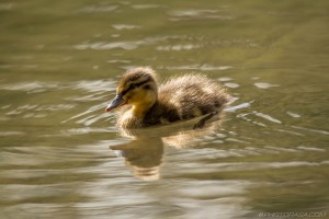 paddling baby duck in sunlight