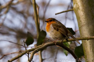 puffed robin on a branch