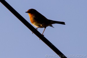 robin on telephone line