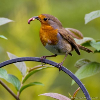 robin with worm in beak