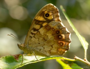 speckled wood butterfly underside