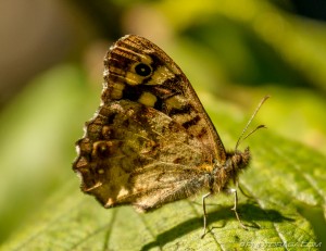 speckled wood butterfly underwing