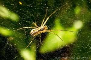 spider in mesh web