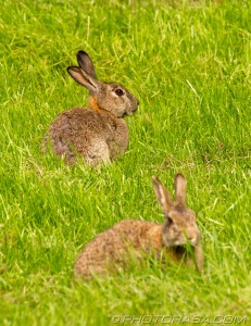 two wild rabbits looking around