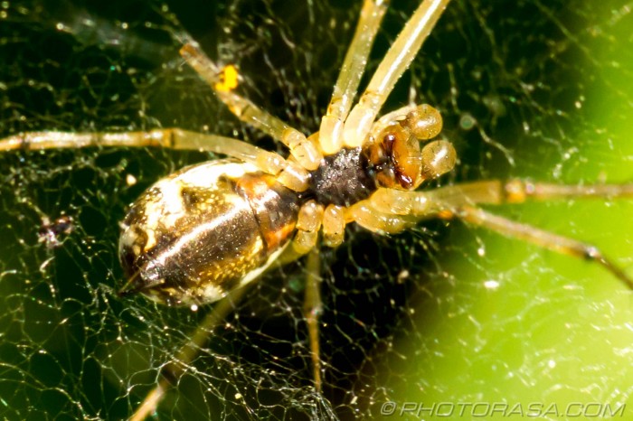 underside of spider