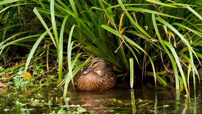 wild duck in the greenery