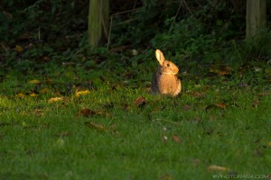 wild rabbit in sunlight
