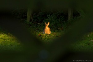 wild rabbit through a wooden gate