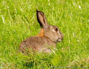 wild rabbit with big perky ears
