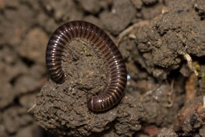 brown millipede in the dirt