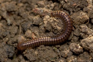 crawling brown millipede