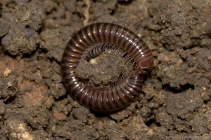 millipede curled up into a circle