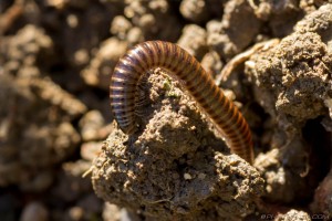 millipede in the edge of the dirt