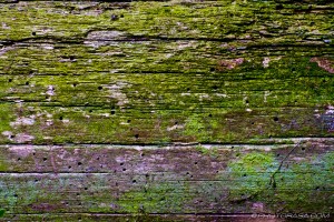 old wood with woodworm and moss stains