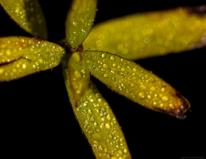 green plant leaves, tiny water droplets, on black background