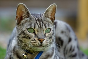 head of silver tabby cat