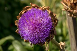purple head of artichoke flower